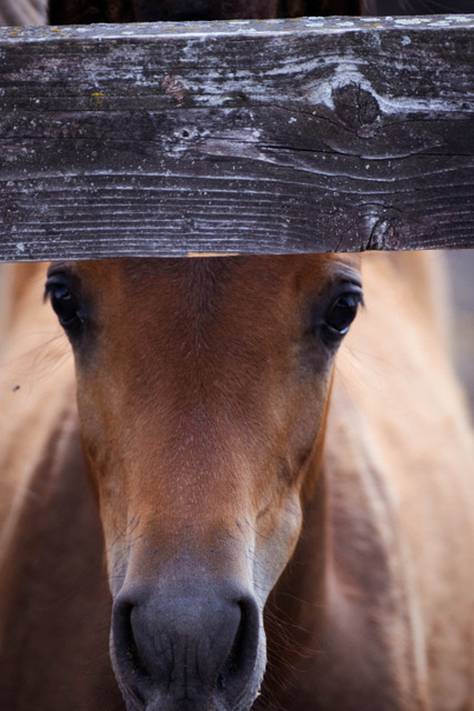 Arabský plnokrevník- kobylka - 2