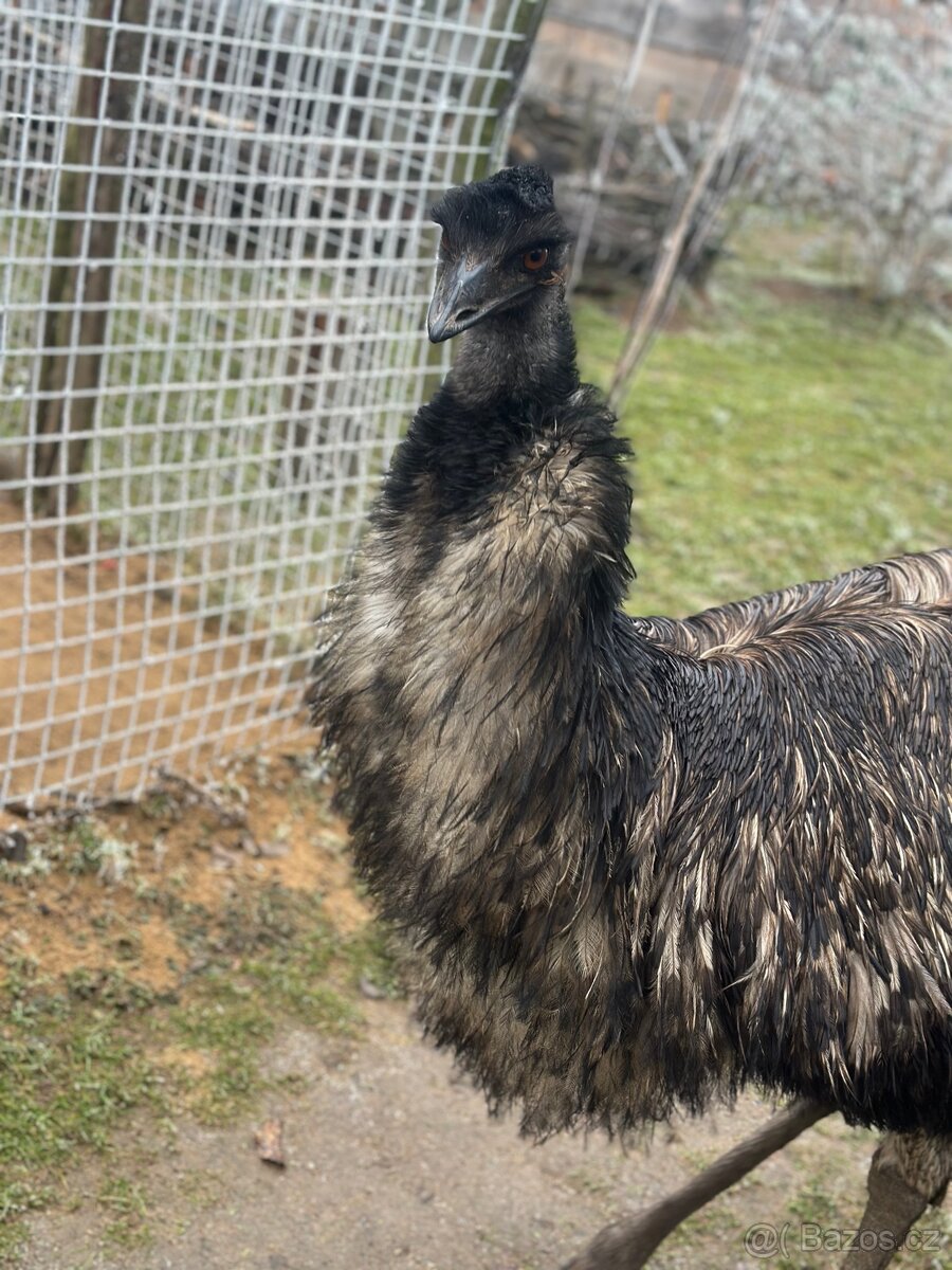Emu hnědý - 2
