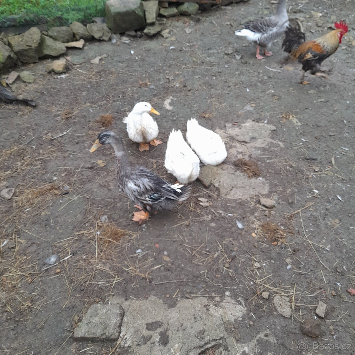 Pekinské kachny - 2