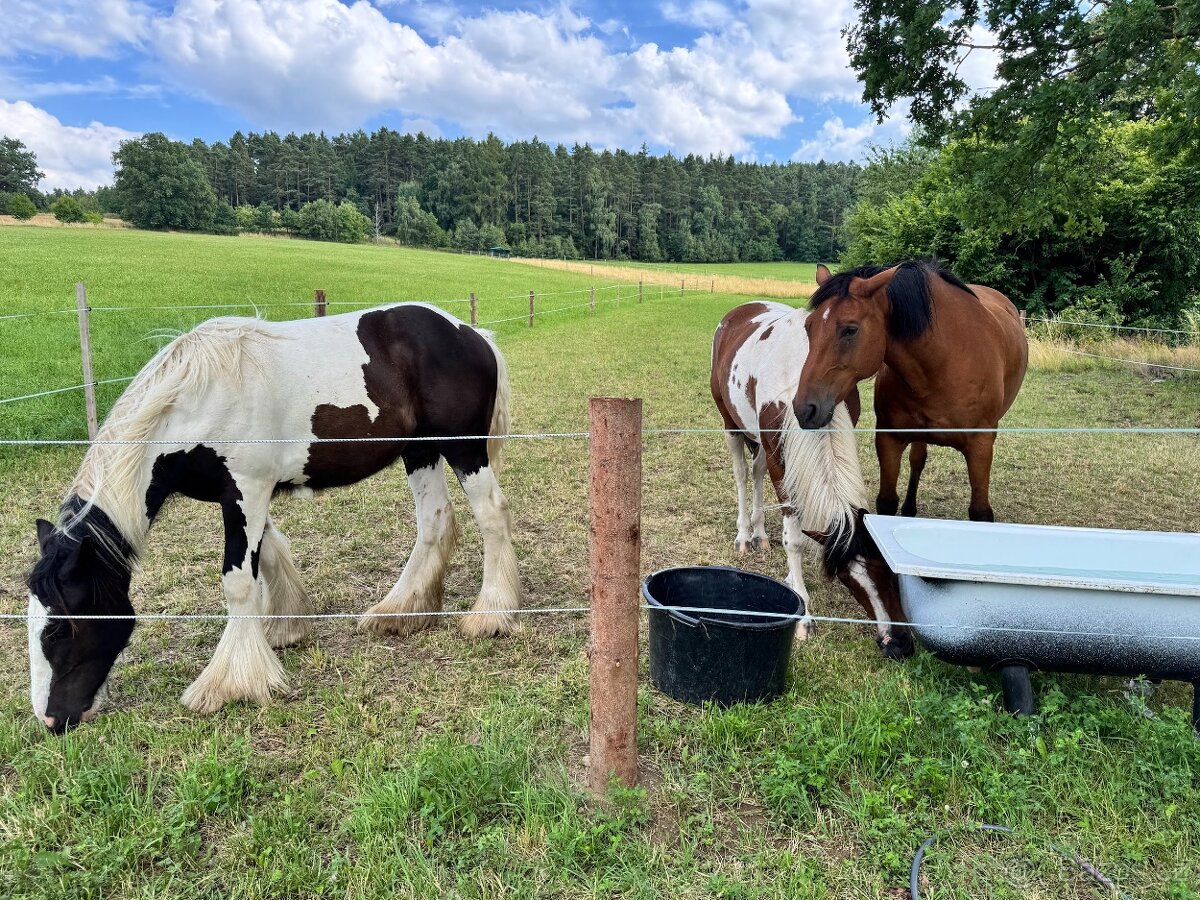 Pastevní Ustájení - 2