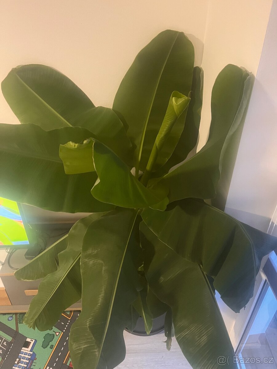 Velký bananovnik - 2