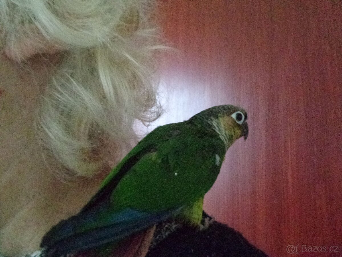 Ochočená pyrura - 2