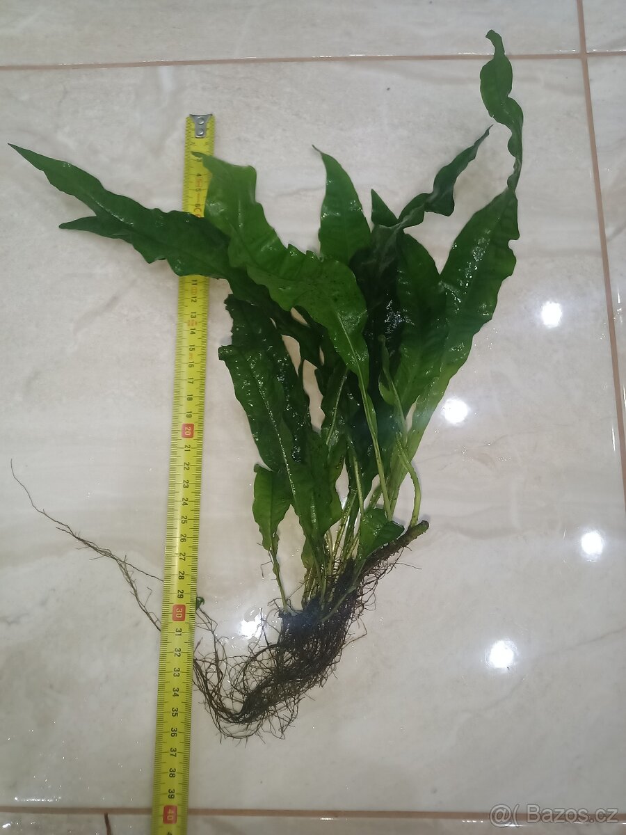 microsorium pteropus - 2