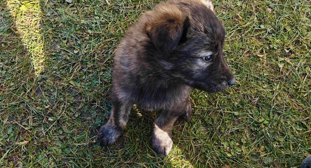 Atraktivní štěňata - 2