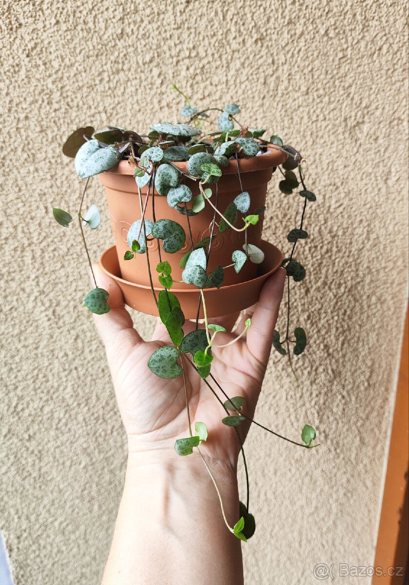 Ceropegia woodii – Svícník srdcovka - 2