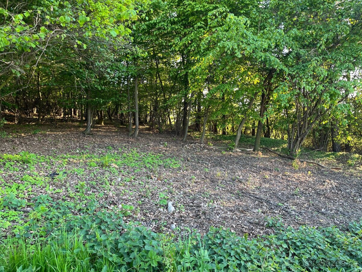 Pozemek pro chov včel - pronájem - levně - 2