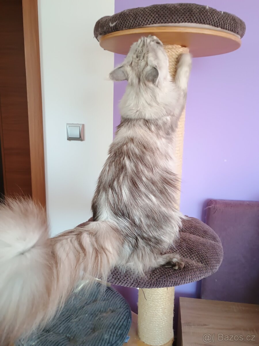 Mainská mývalí s PP - 2