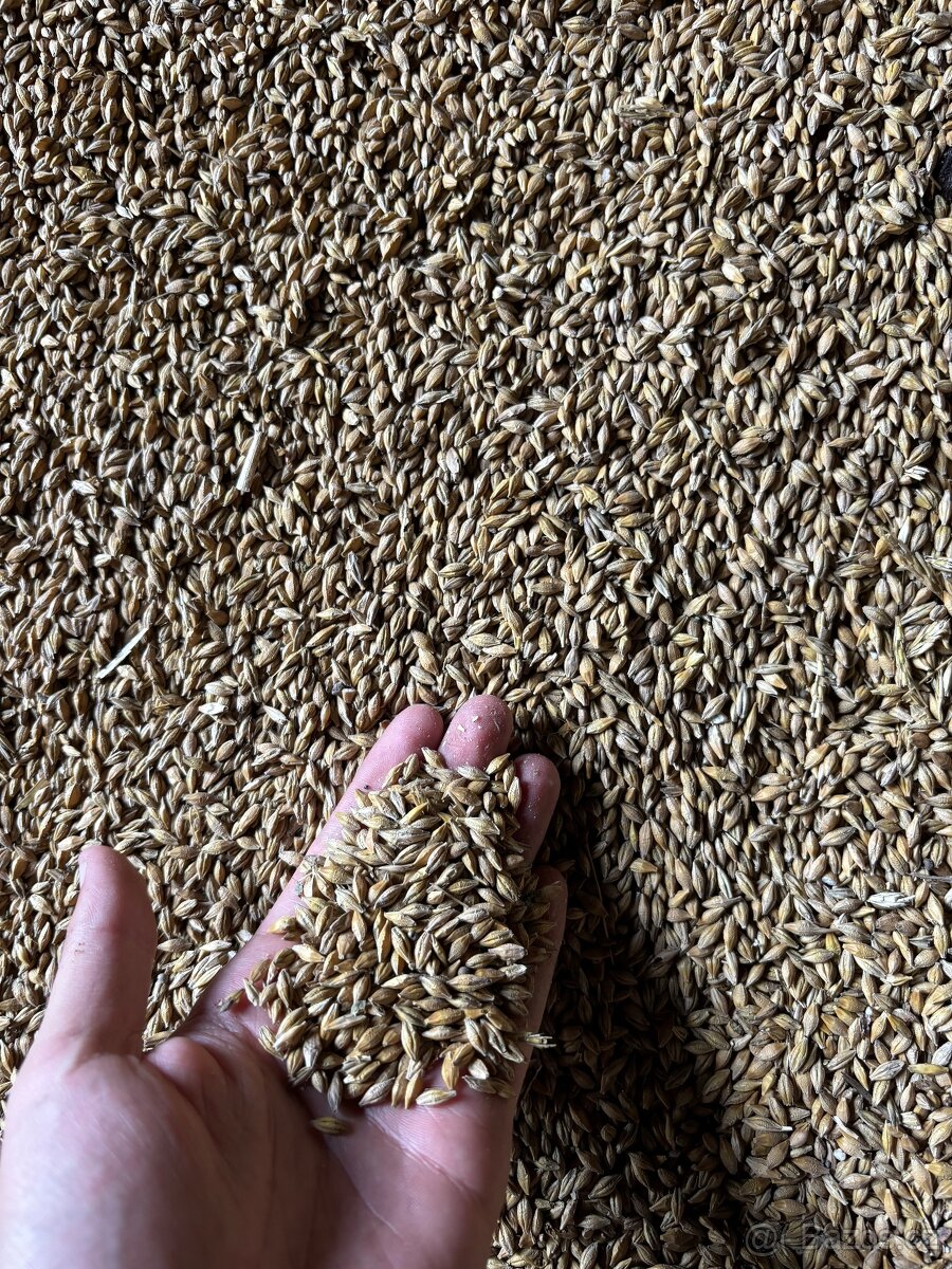 Prodám pšenici, ječmen a hrách - 2