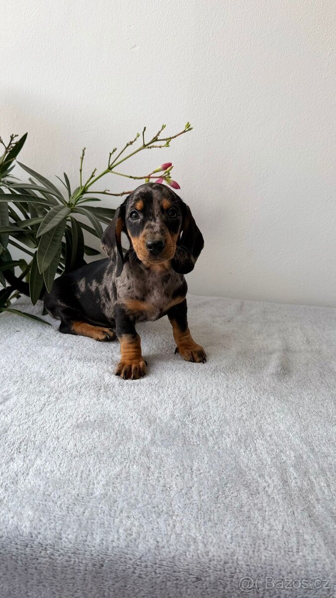 Jezevčík hladkosrstý trpasličí bez PP - 2