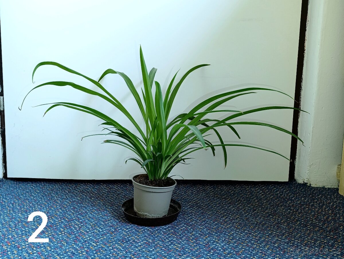 Pokojové rostliny - 2