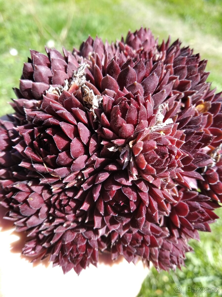 Set netřesků ,bohyška - 2