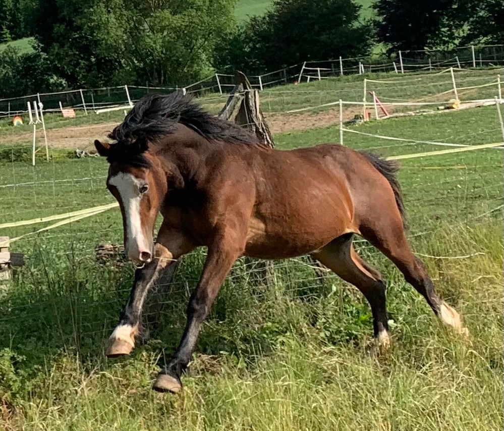 Welsh pard Bred malý sportovní kůň - 2