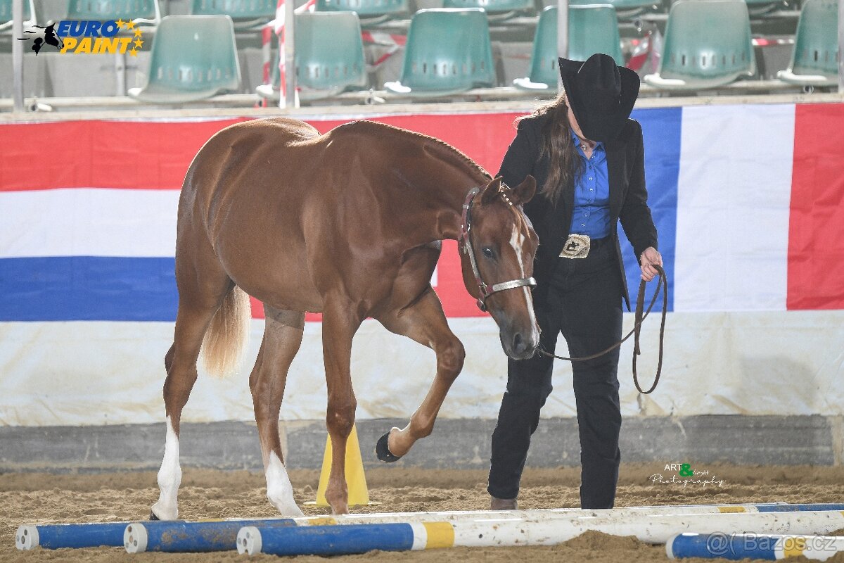 výjimečný mladý APH valach (2024) - 2