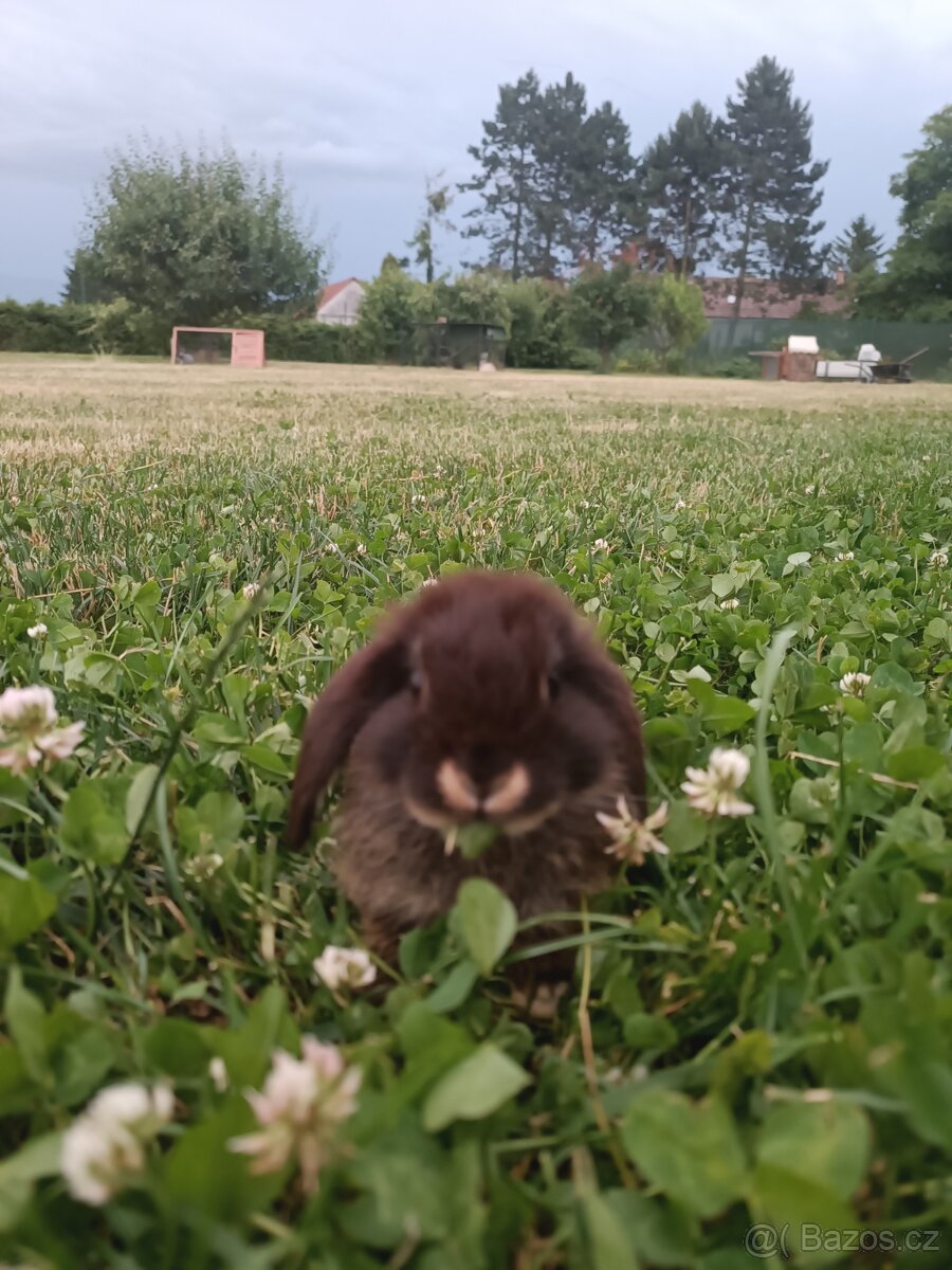 Zakrslý králíček - 2