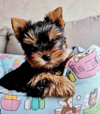 Jorkširsky teriér - 2