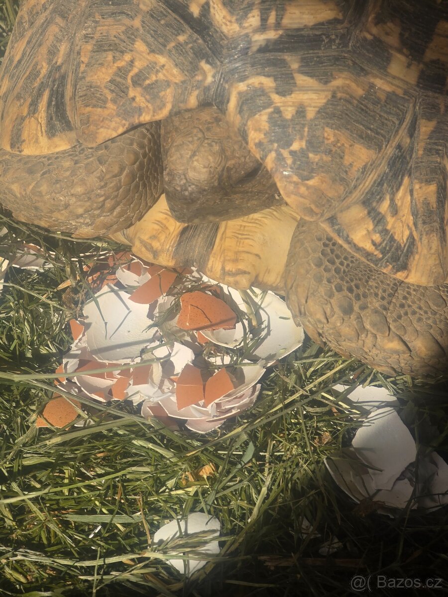 Želva pardálí - 2