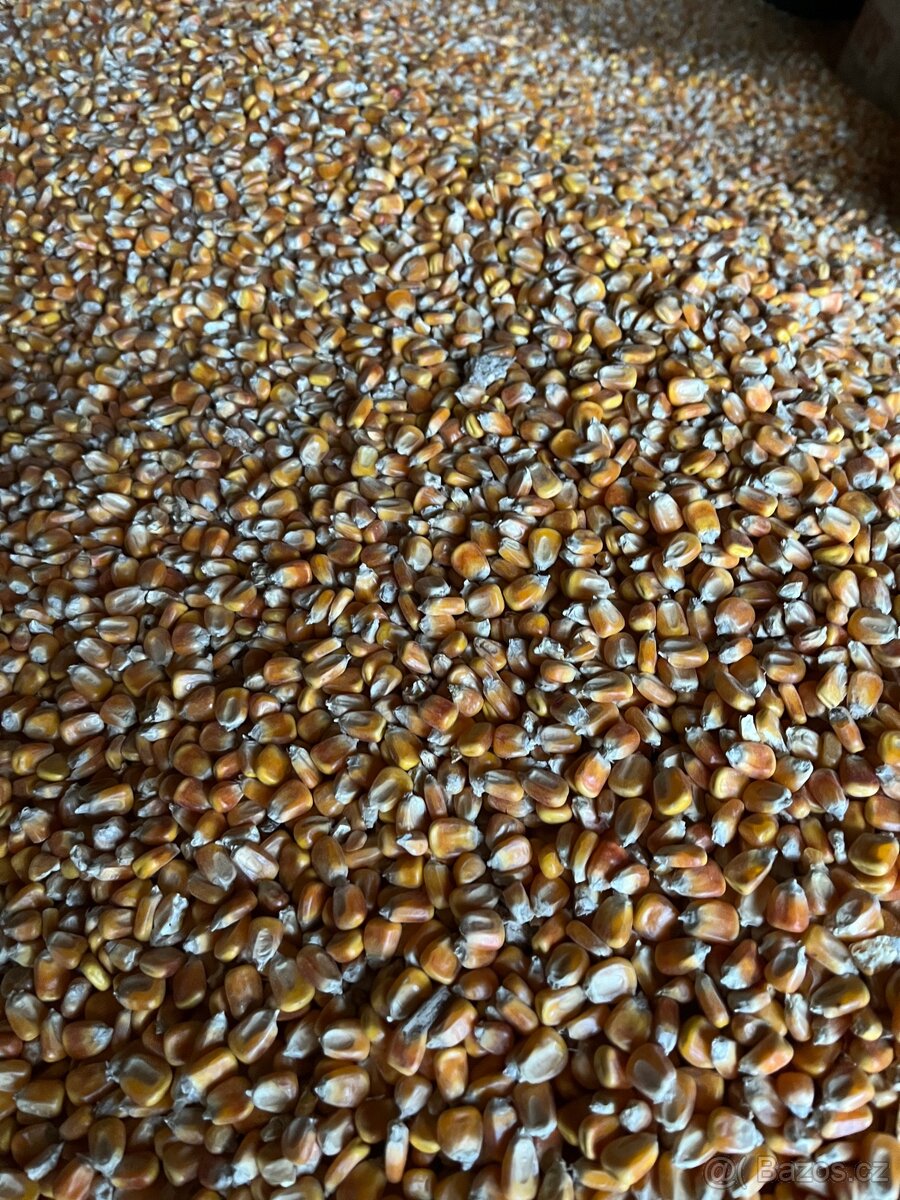 Kukuřice sušená letošní - 2