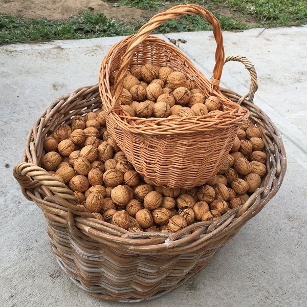 Vlašské ořechy /letošni - 2