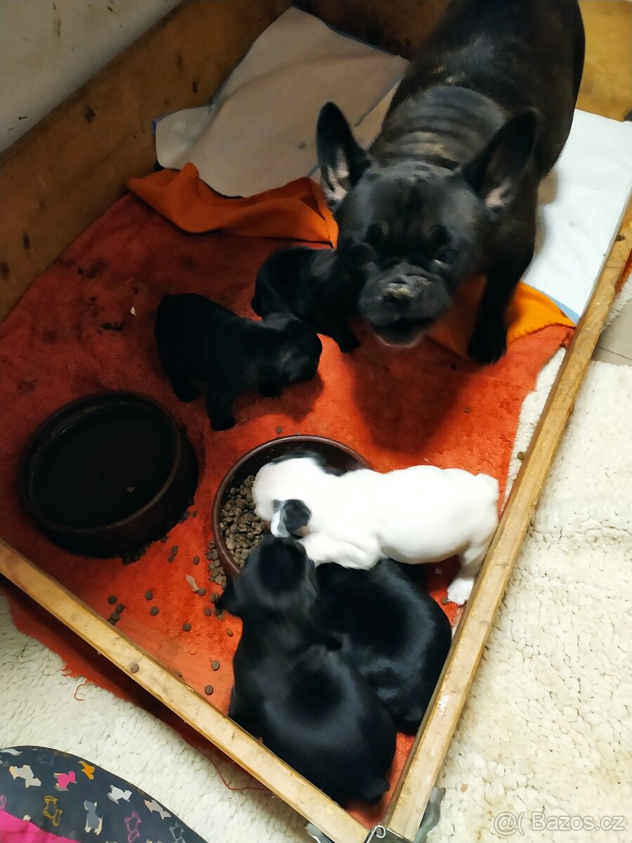 Francouzský Buldoček - 2