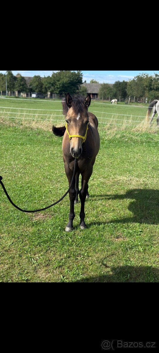 APH kobylka - 2
