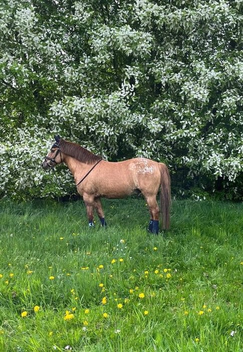 Valach na prodej - 2