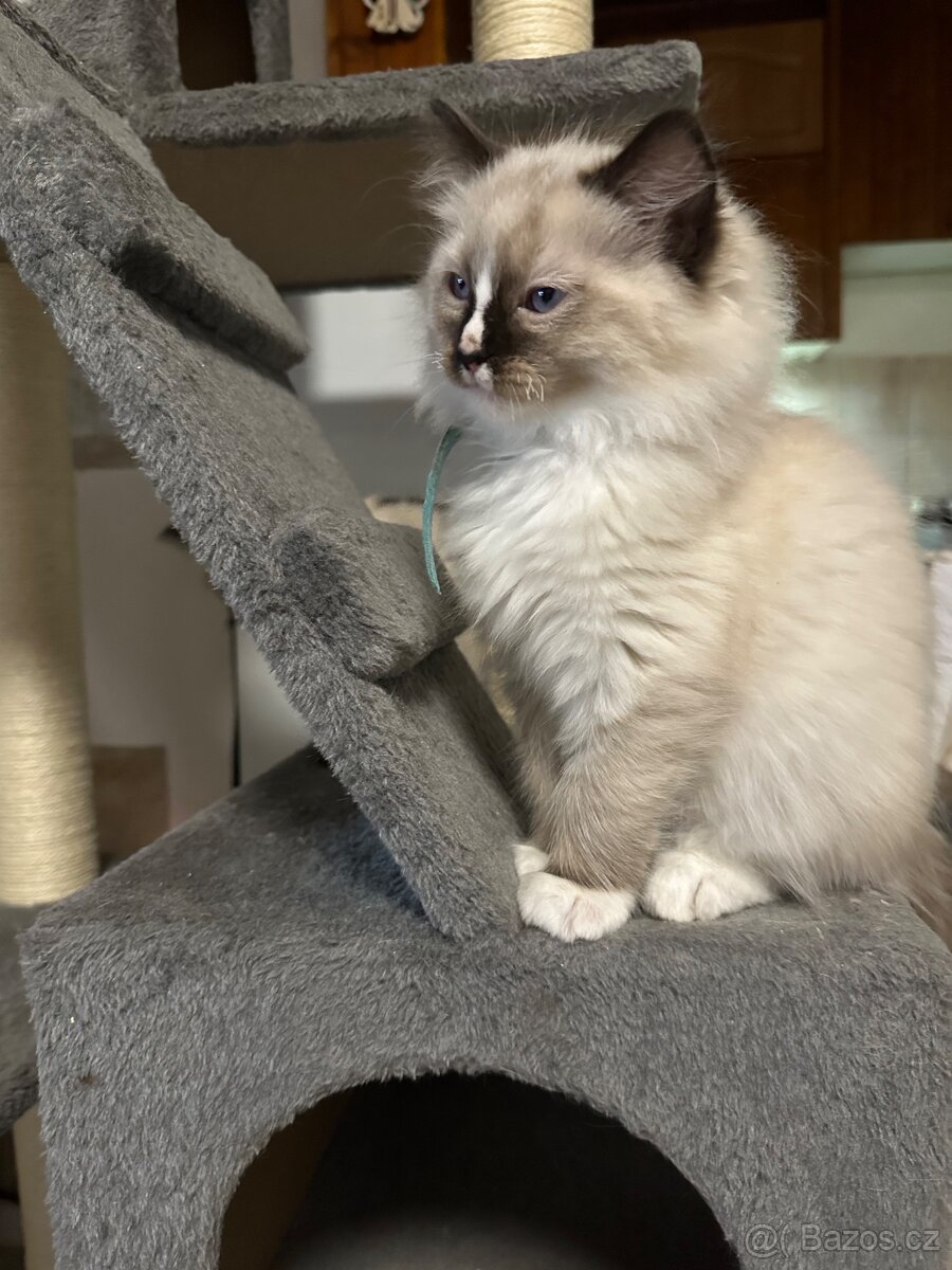 Ragdoll koťátko - 2