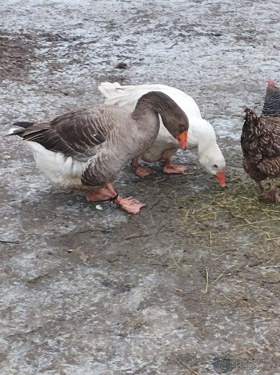 Prodám chovné husy - 2