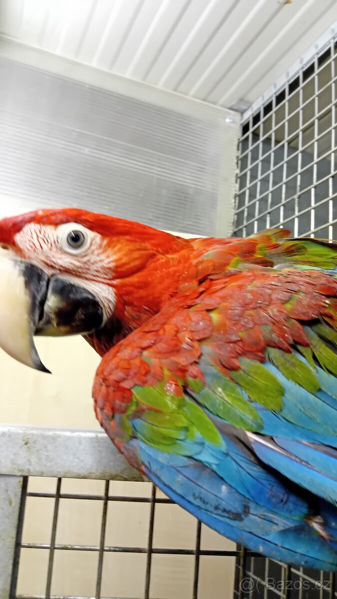 Ara Zelenokřídlí - 2