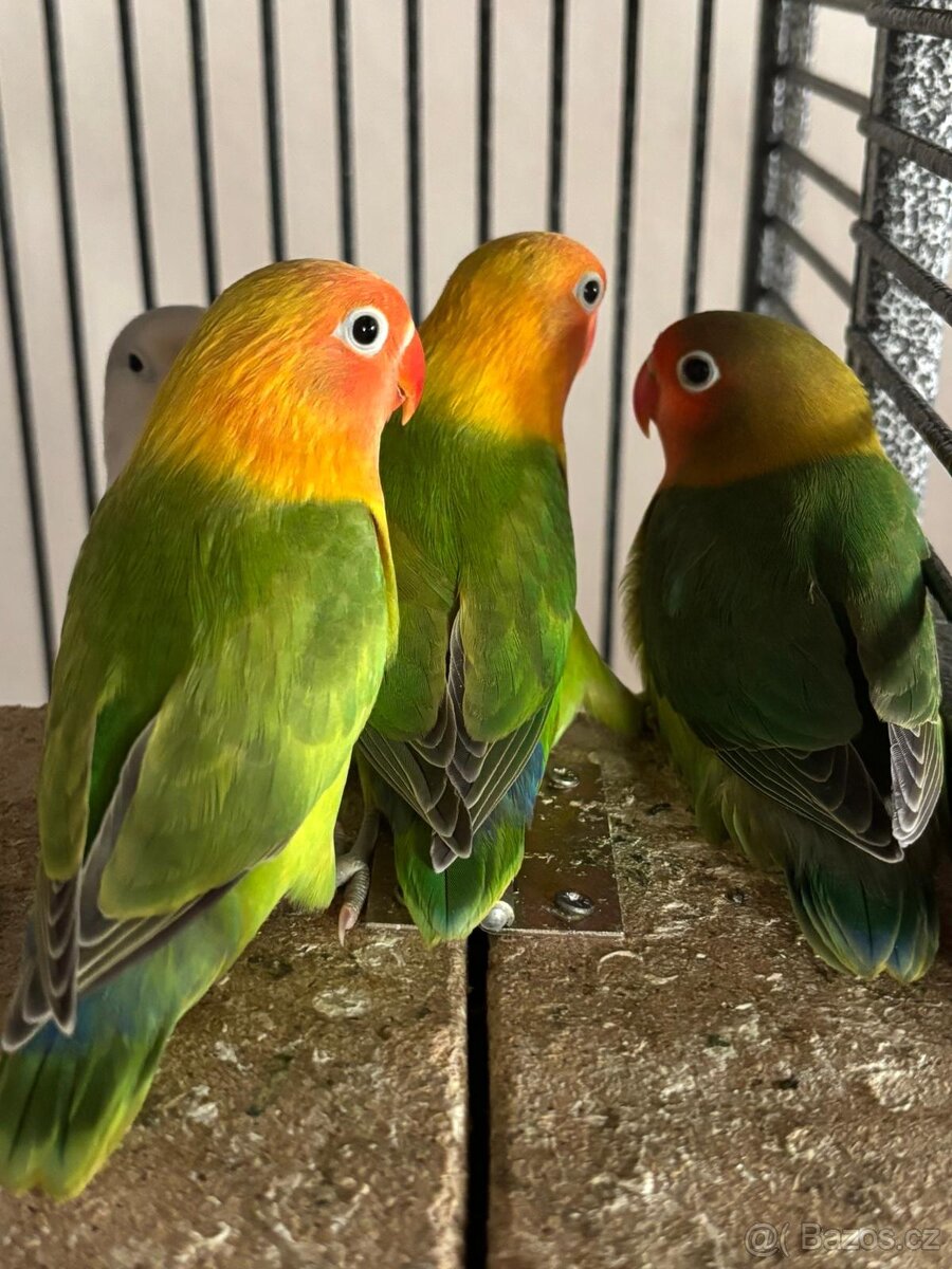 Agapornis Fisherův - 2