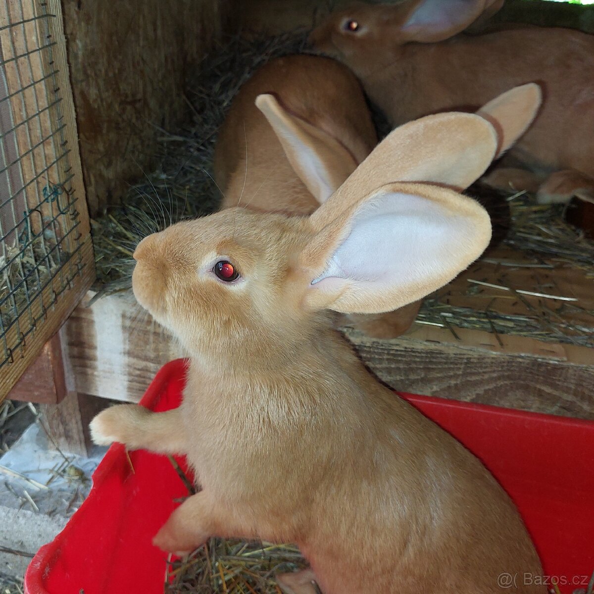 Samičky BU na chov - 2