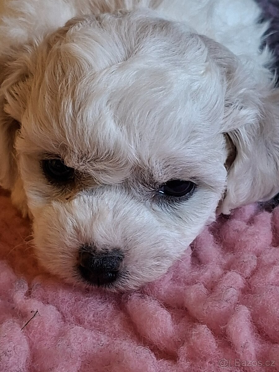 Bišonek štěňátka s PP - 2
