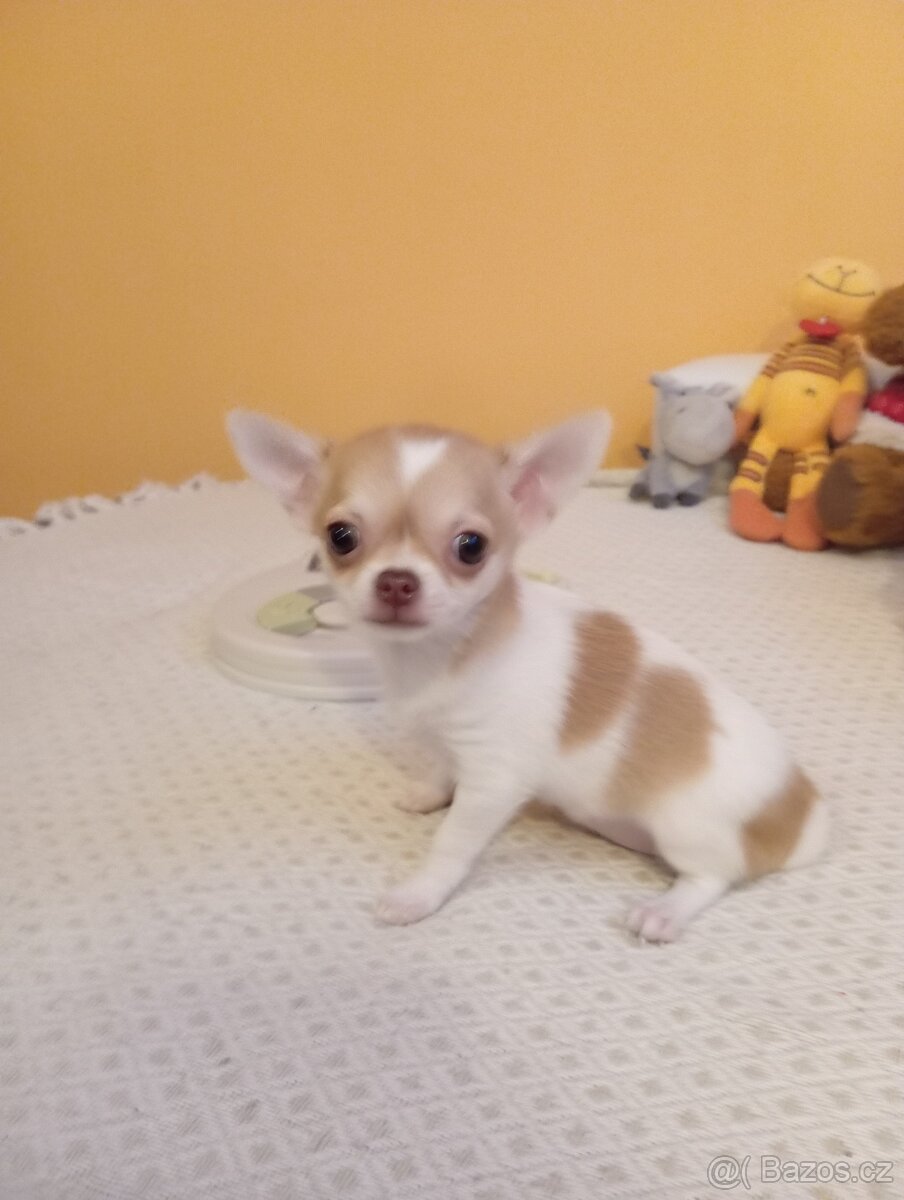 Čivava krátkosrstá - 2