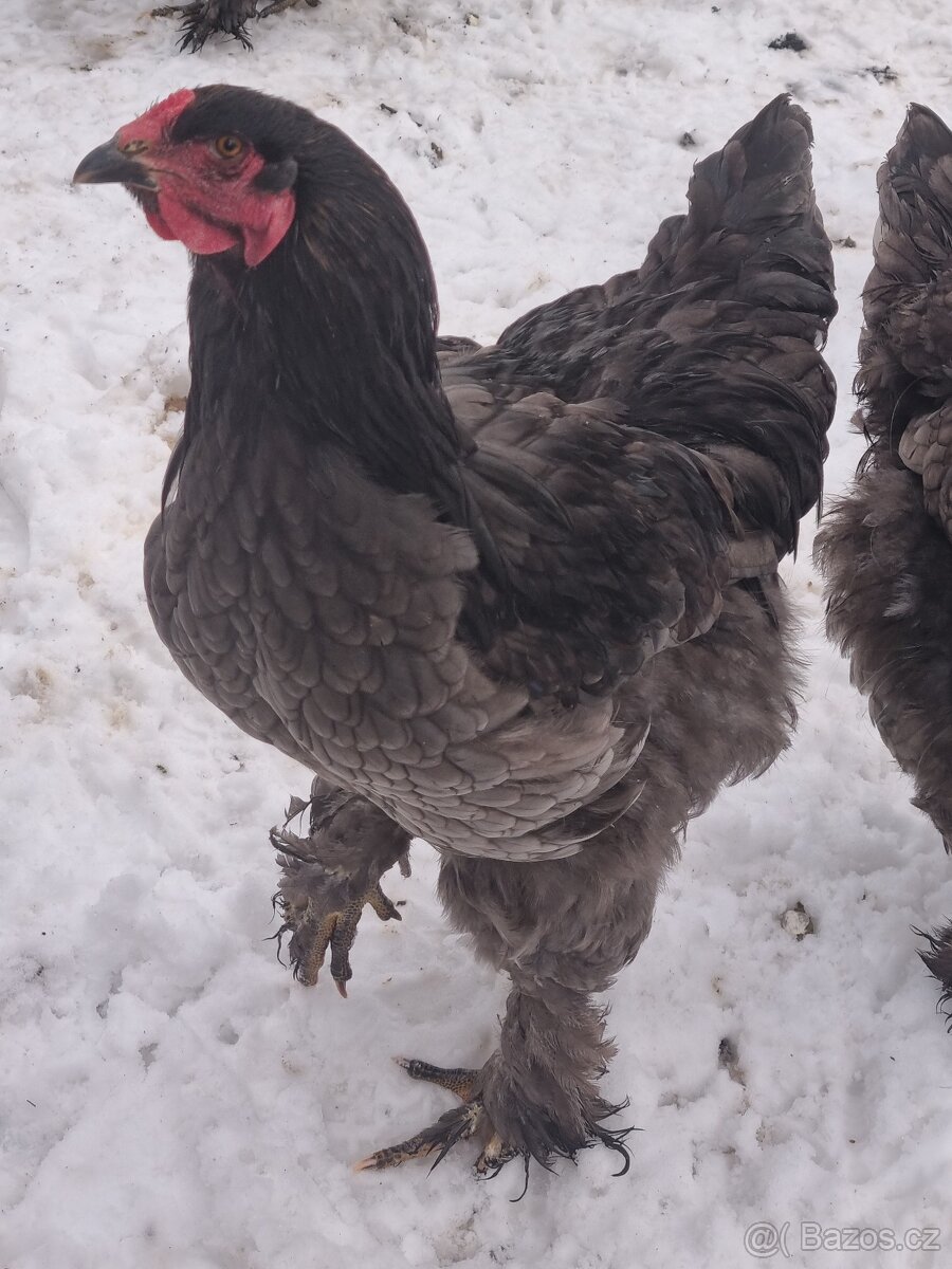 Brahmanka velká kohouti - 2