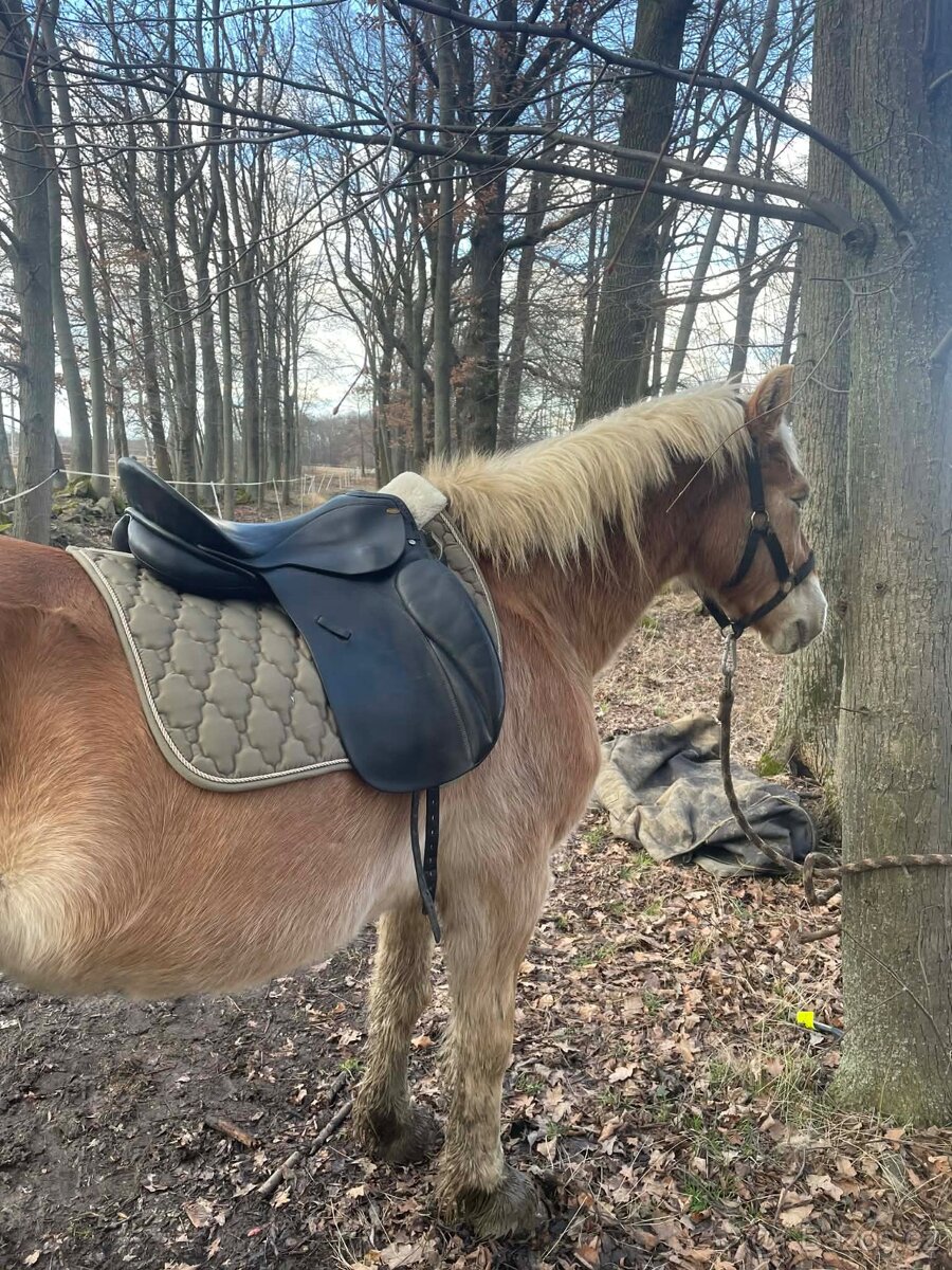 Drezurní sedlo Kentaur - 2