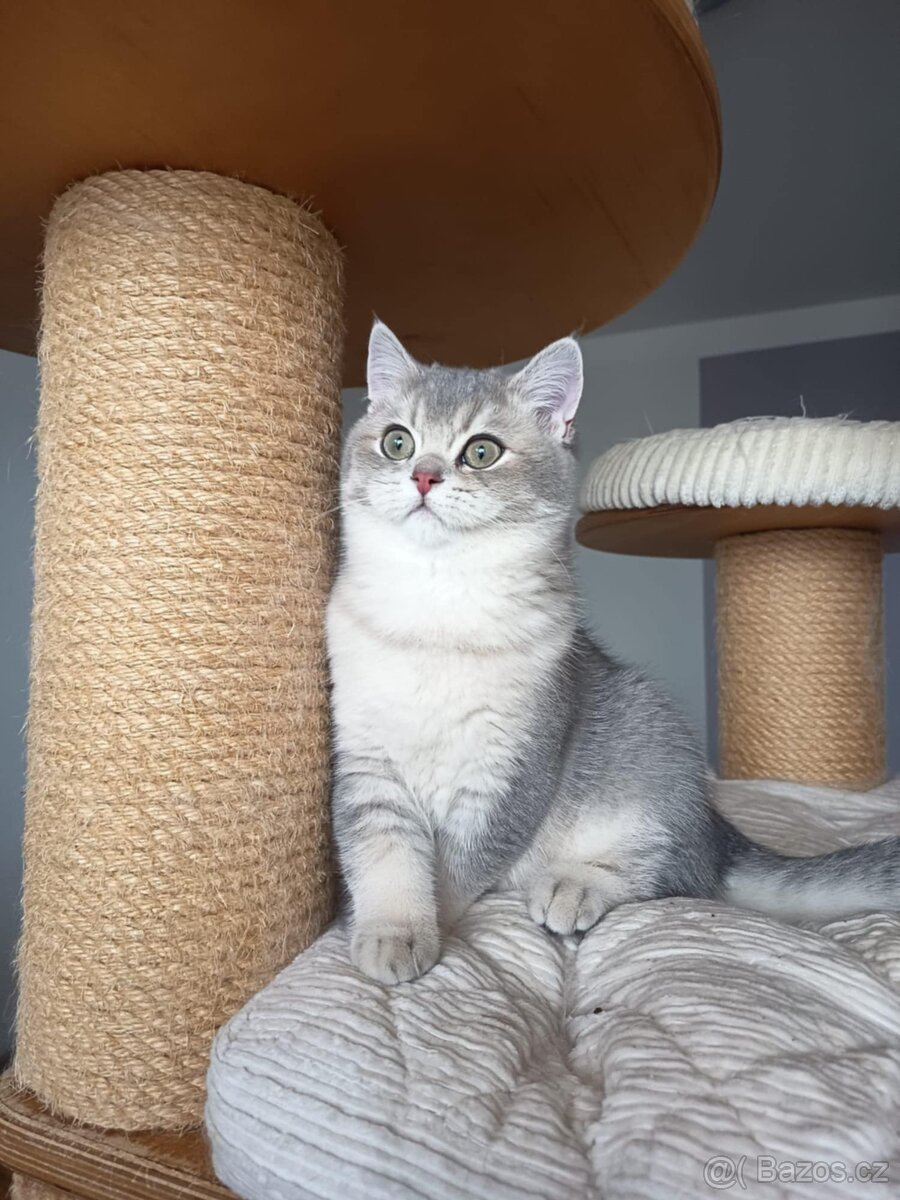 Britský shaded kocourek s PP - 2