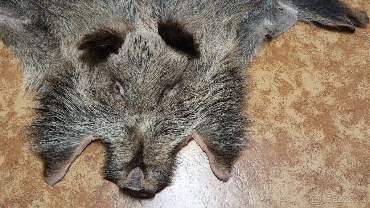 Kůže z divočáka - 2