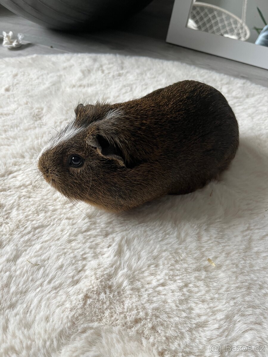 morče na prodej - 2