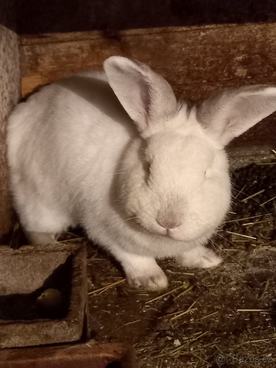 Kalifornsky-Hyla - 2