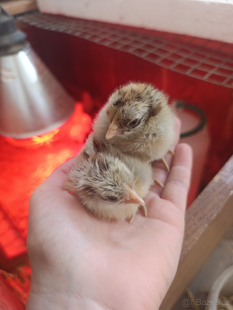 Kuřata - 2