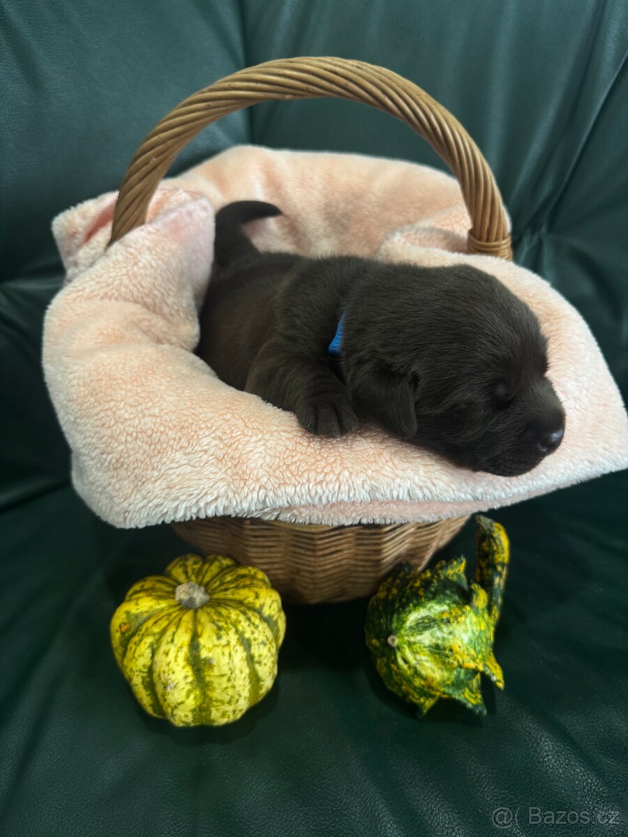 Labradorský retrívr s PP - čokoládová štěňátka - 2