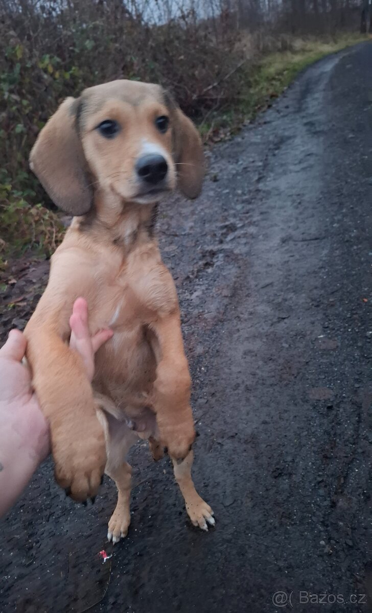 Stěně Labrador X Lovecký Pes - 2