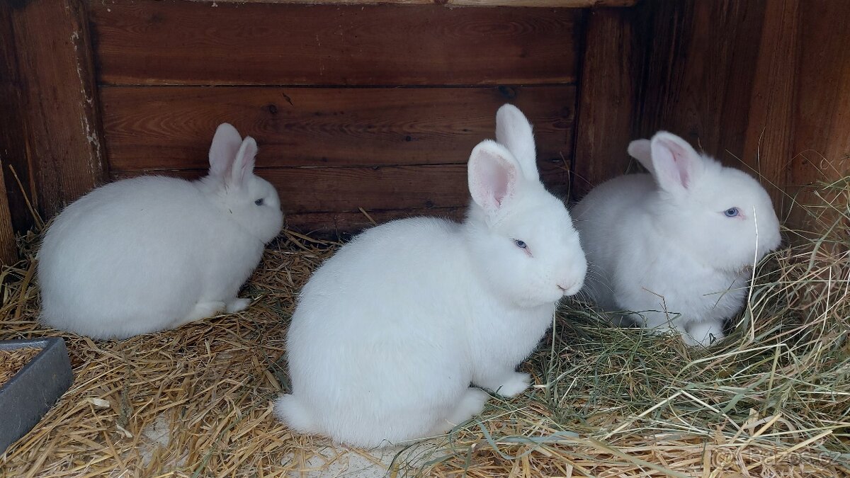 Vídeňský bílý - 2