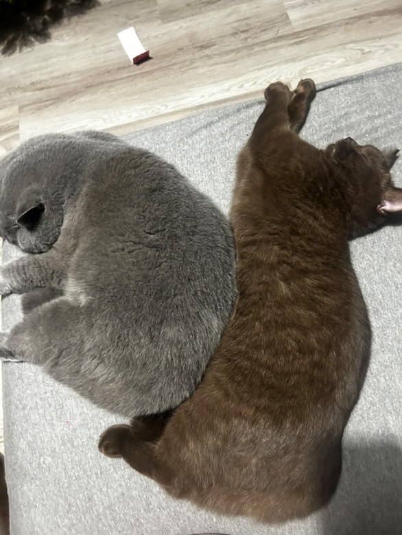 Krytí – britský kocour - 2