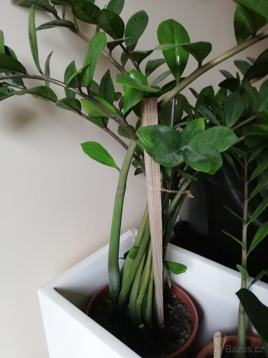 Pokojové květiny - Zamiokulus - 2