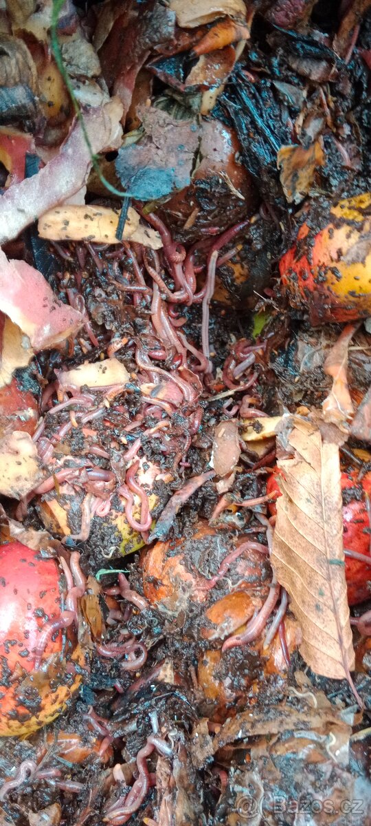 Kalifornské žížaly - 2