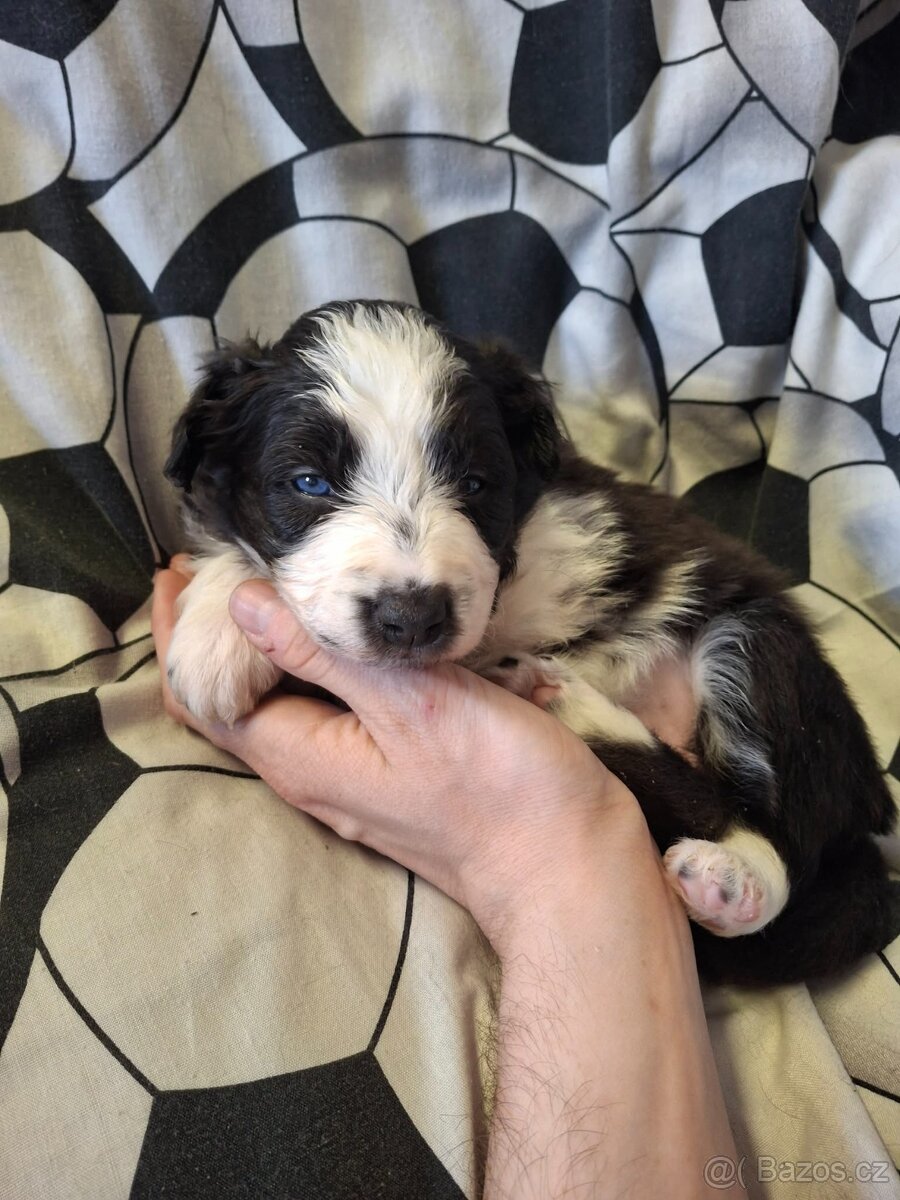 štěňátka border kolie bez PP - 2