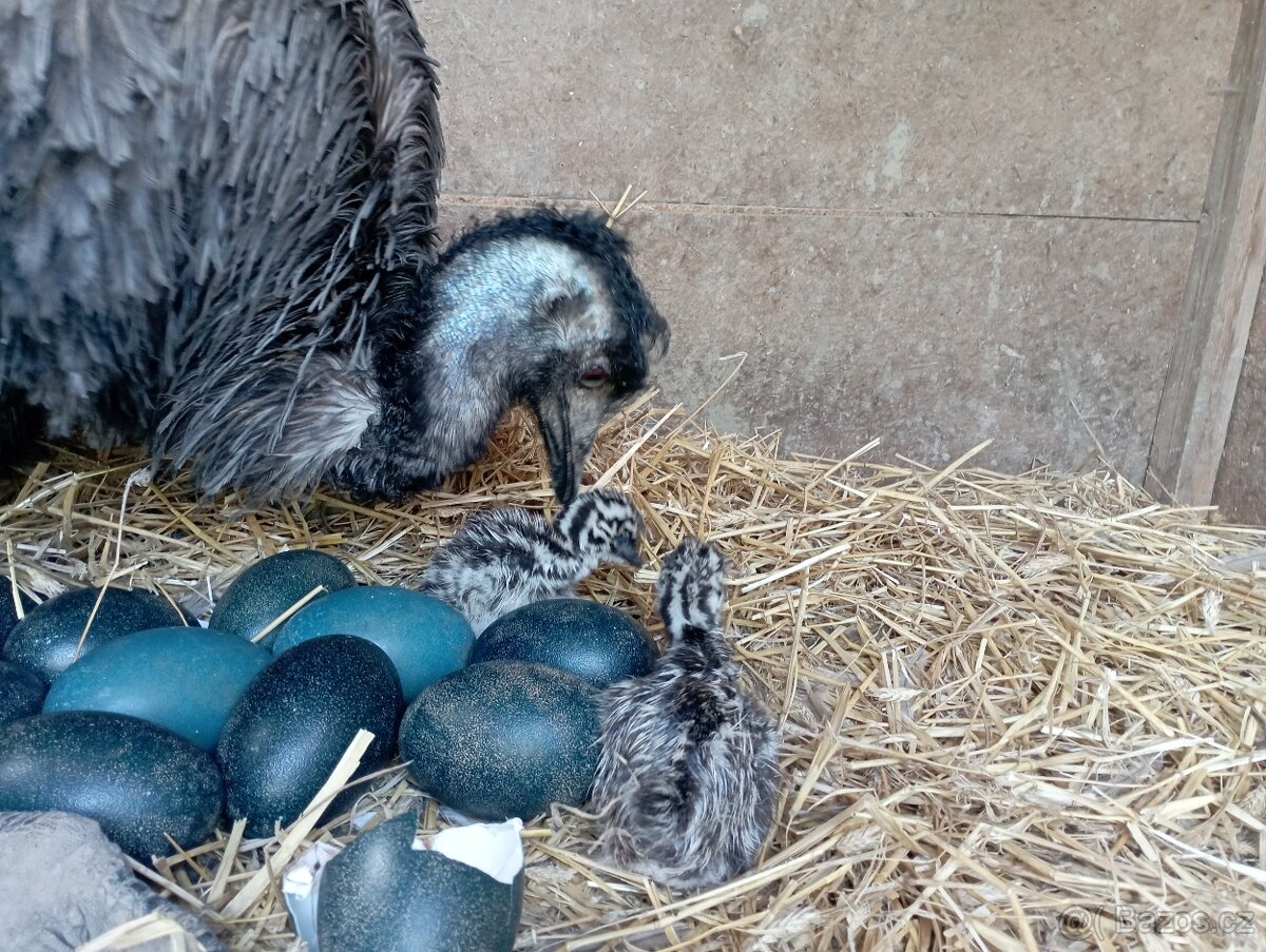 Kuřata emu hnědý - 2
