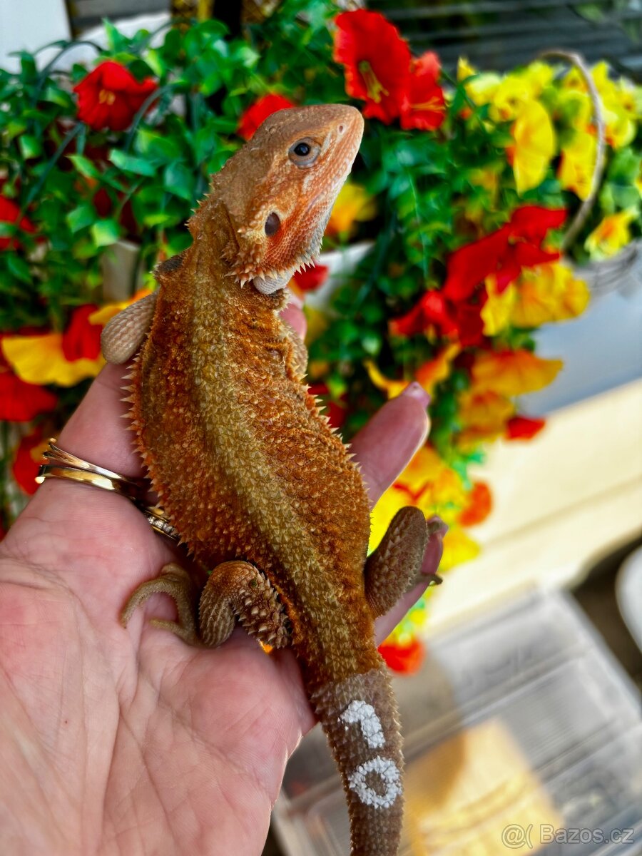 Agama vousata- sameček Hypo het Trans 100% het Witblits - 2