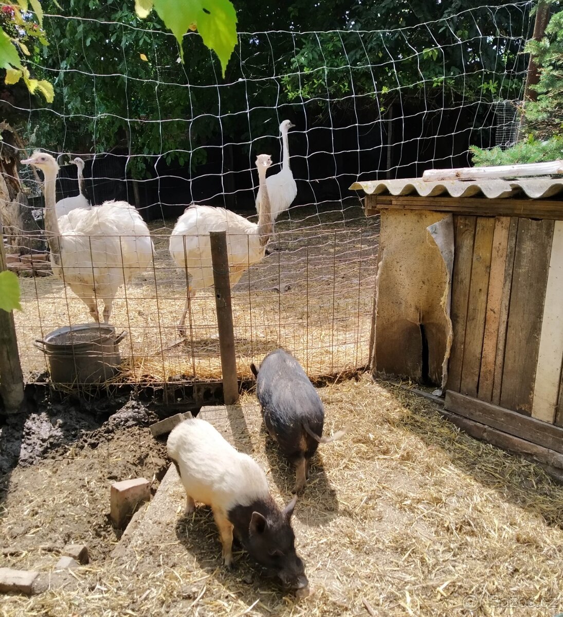 Nandu pampový bílá forma - Rhea americana - 2