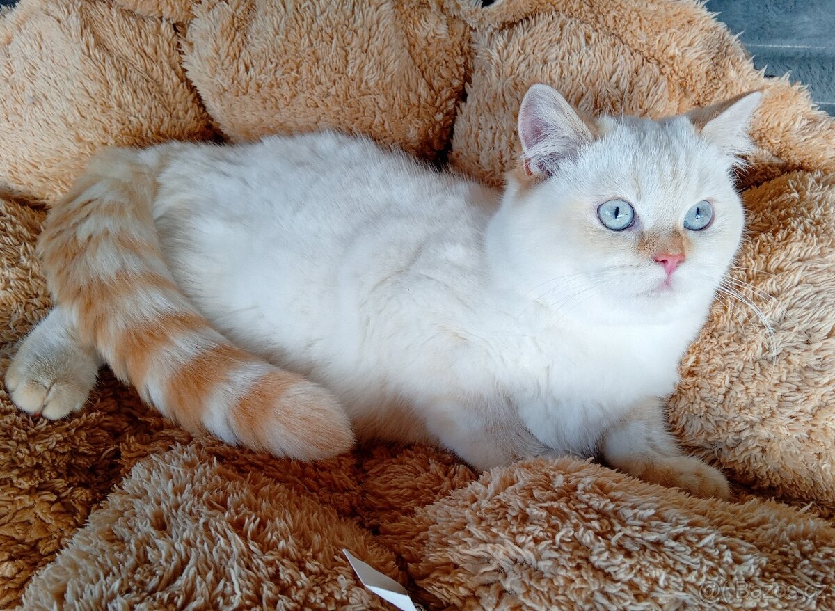 Britský kocourek colorpoint s PP - 2